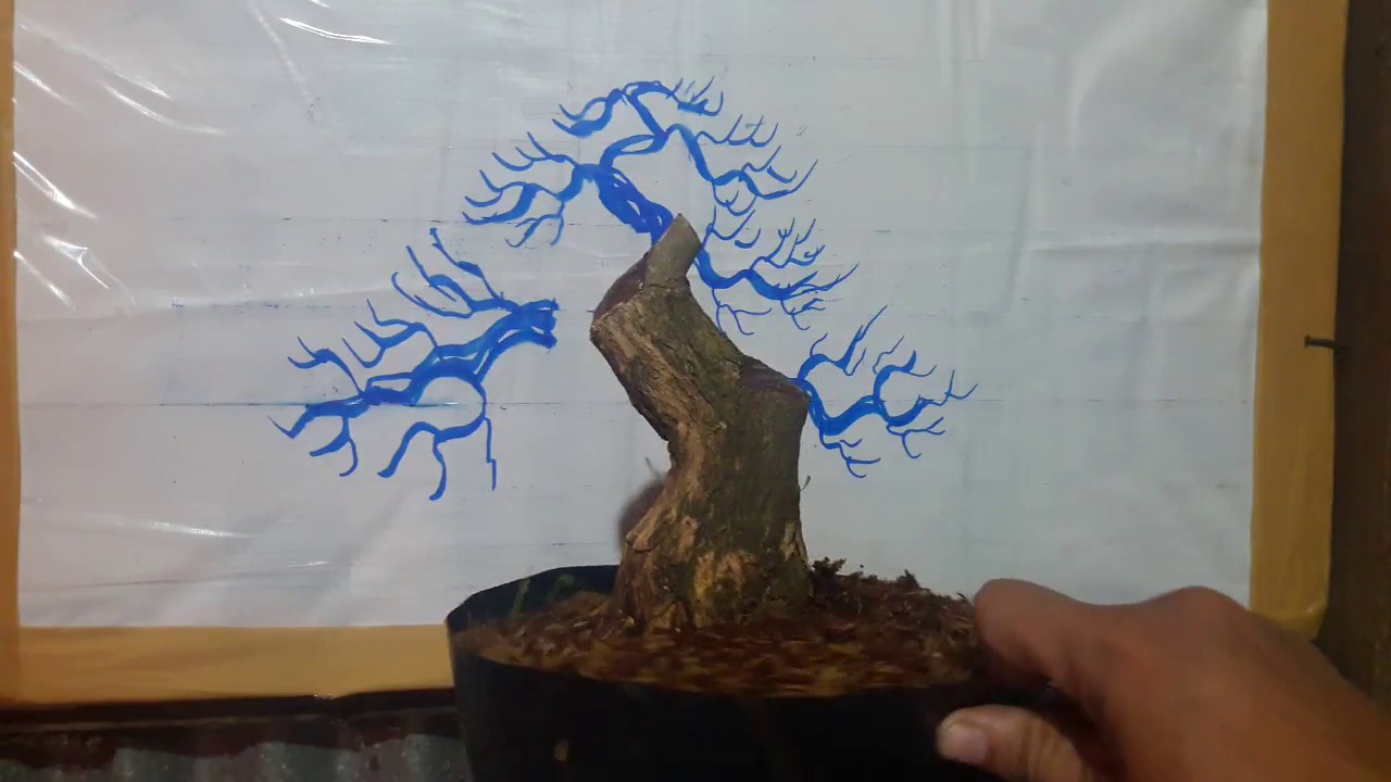 Demo bonsai trực lắc lùn lực cho anh em mới biết chơi