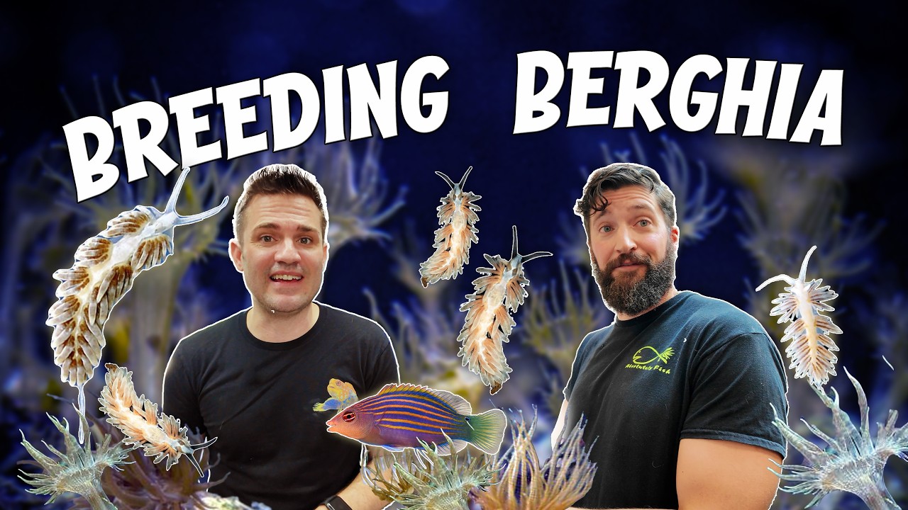 Питомник по разведению бергийской рудибровой рыбы (BERGHIA NUDIBRANCH BREEDING FOCULATION) в Abso...