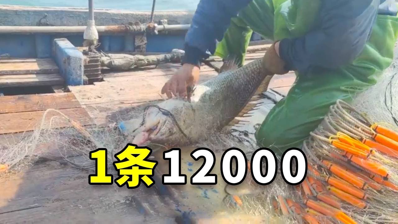 1年1遇的赤嘴鳘鱼，去年那条卖了12000，这条不知能卖多少钱