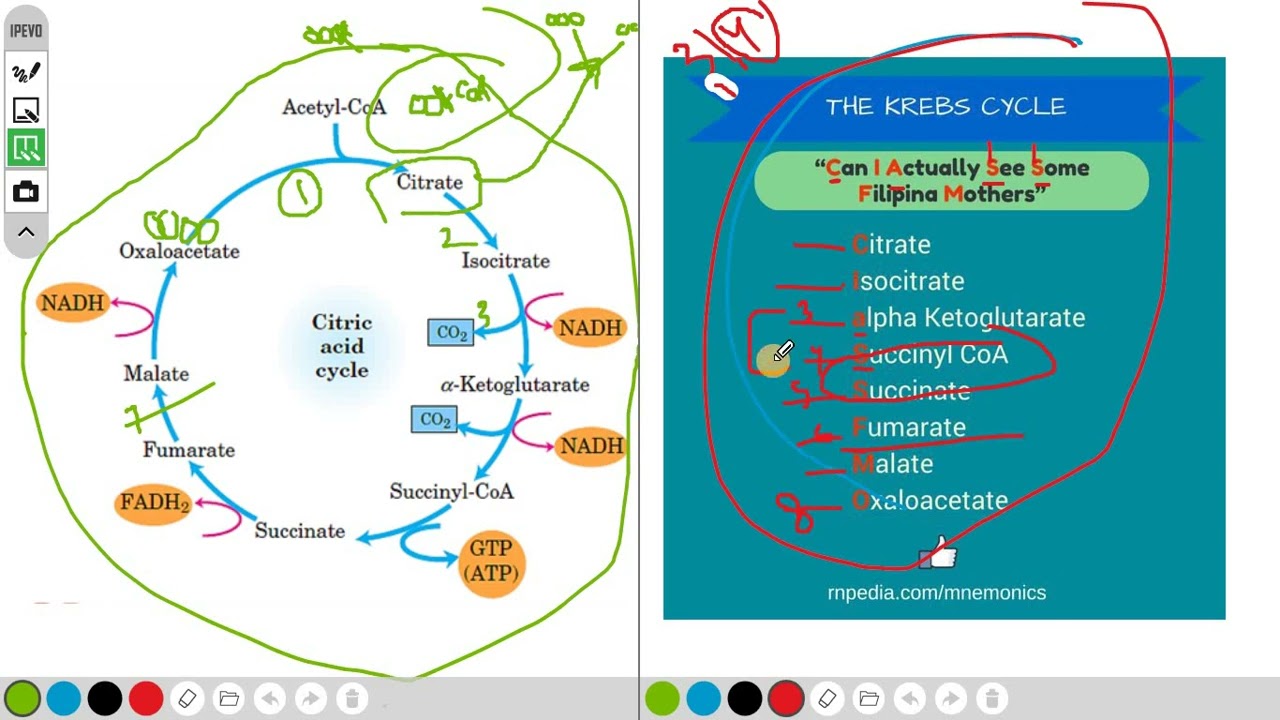 ملخص تفاعلات حلقة كريبس