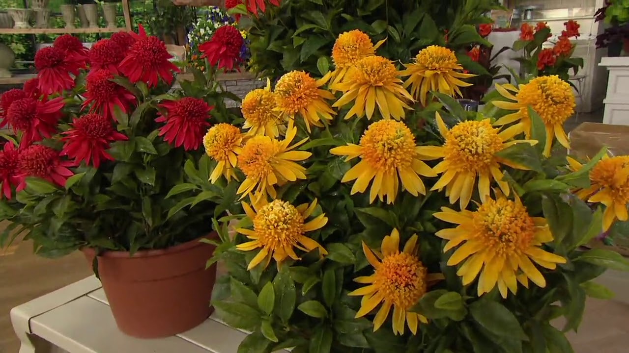 Roberta's 3-Piece Double Scoop Colorful Coneflowers on QVC