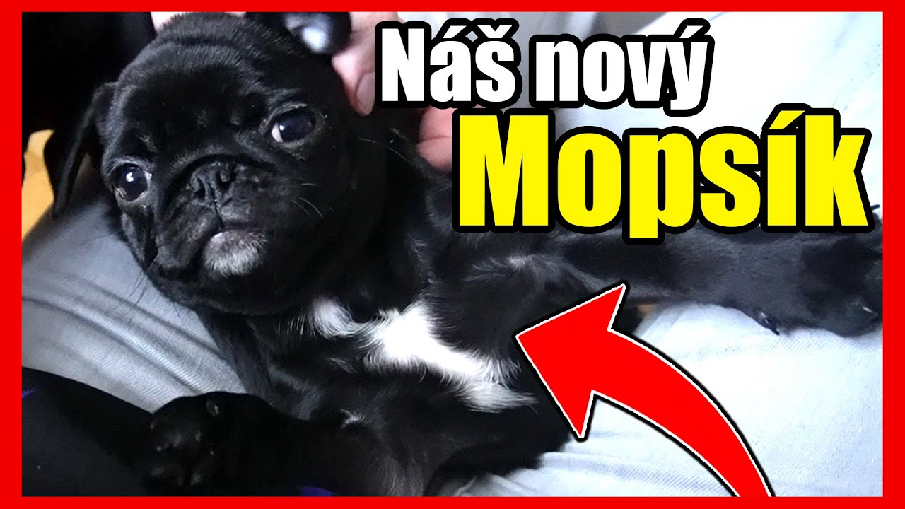 JELI JSME PŘES CELOU ČR PRO NOVÉHO PEJSKA!😅