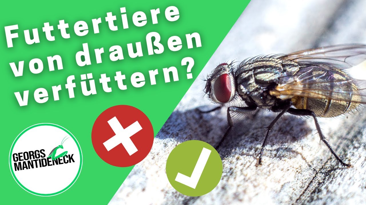 Futtertiere von draußen verfüttern - Ja oder Nein?