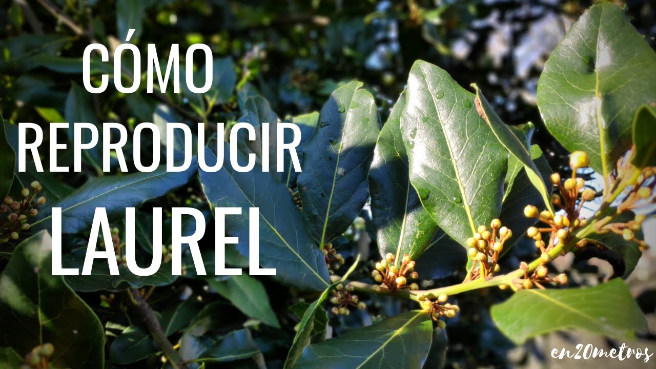 TRES MÉTODOS FÁCILES para REPRODUCIR LAUREL en casa o jardín: el mito de Apolo y Dafne || en20metros