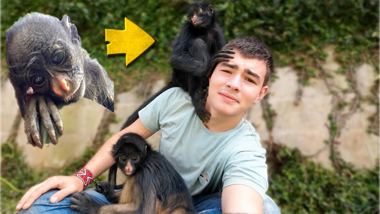 ESTE MACACO CHEGOU AQUI A BEIRA DA MORTE!