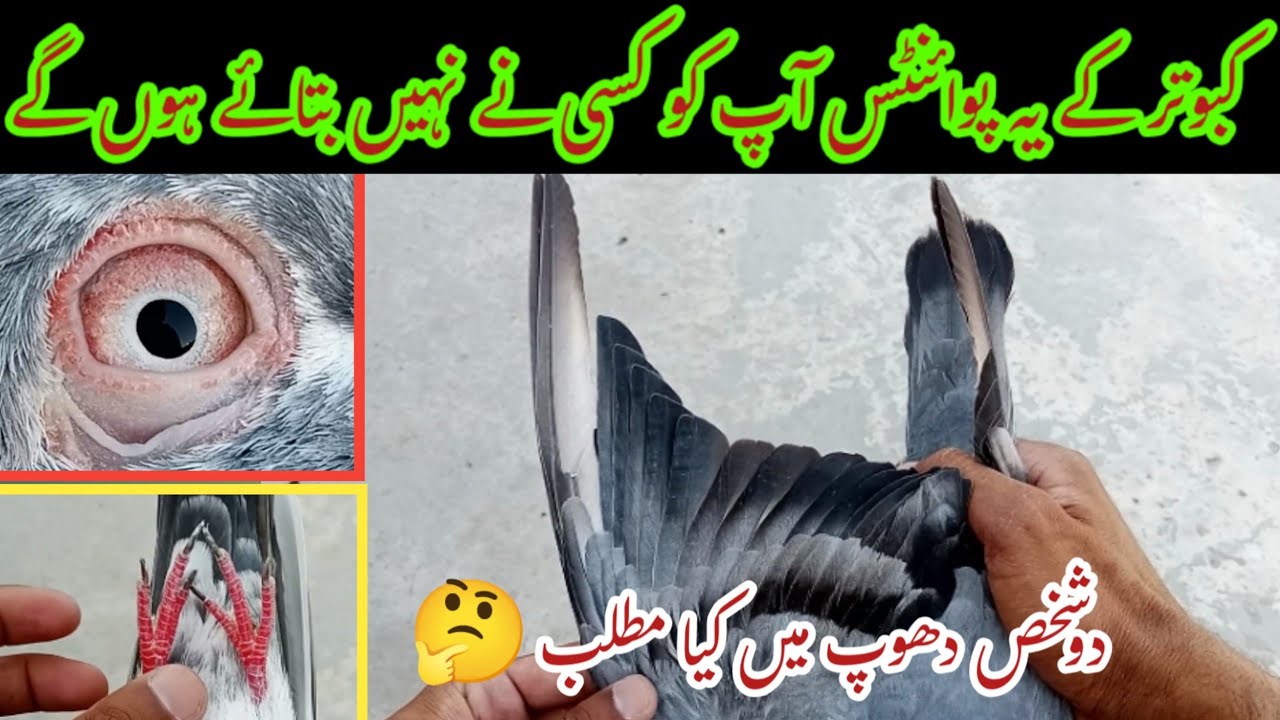 Pigeon Best Amazing Tips | Kabutar Knowledge | Pigeon Day1