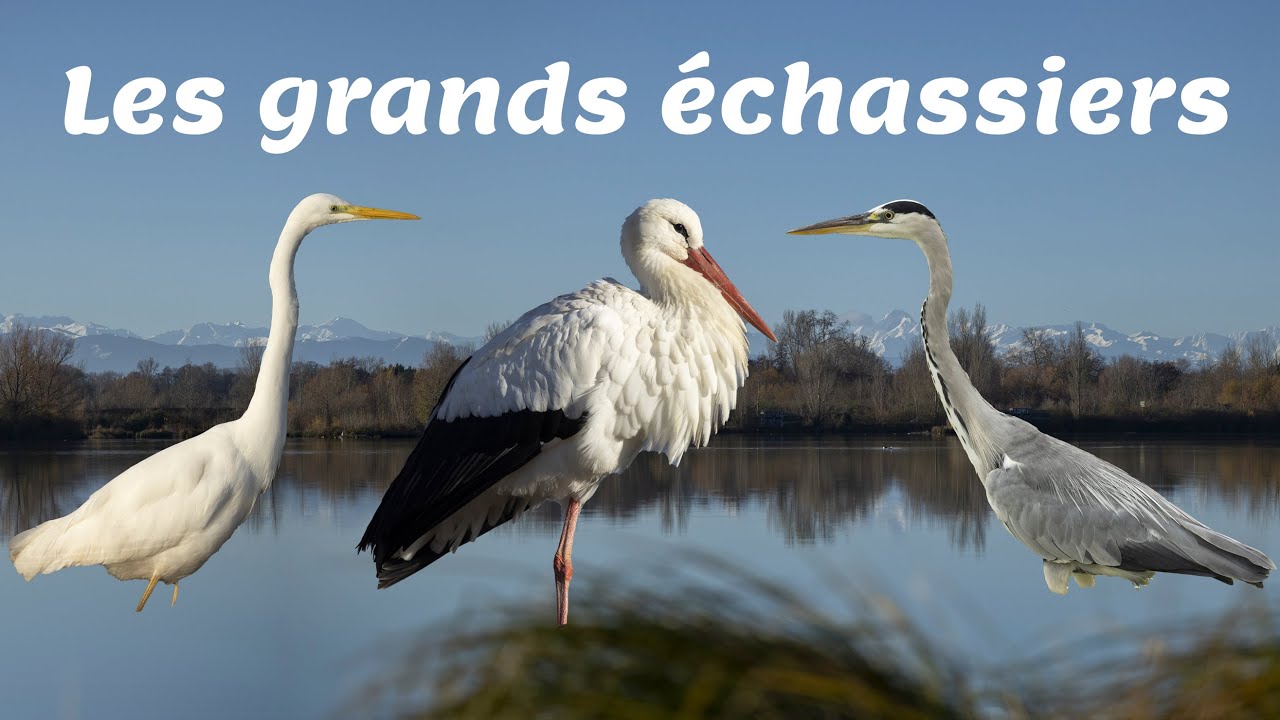 Les grands échassiers du Domaine des Oiseaux en Ariège
