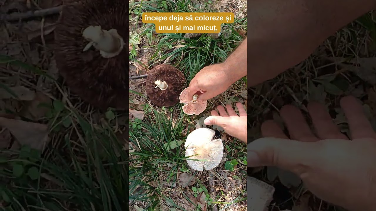 🌱 Șampinionul sulfuros