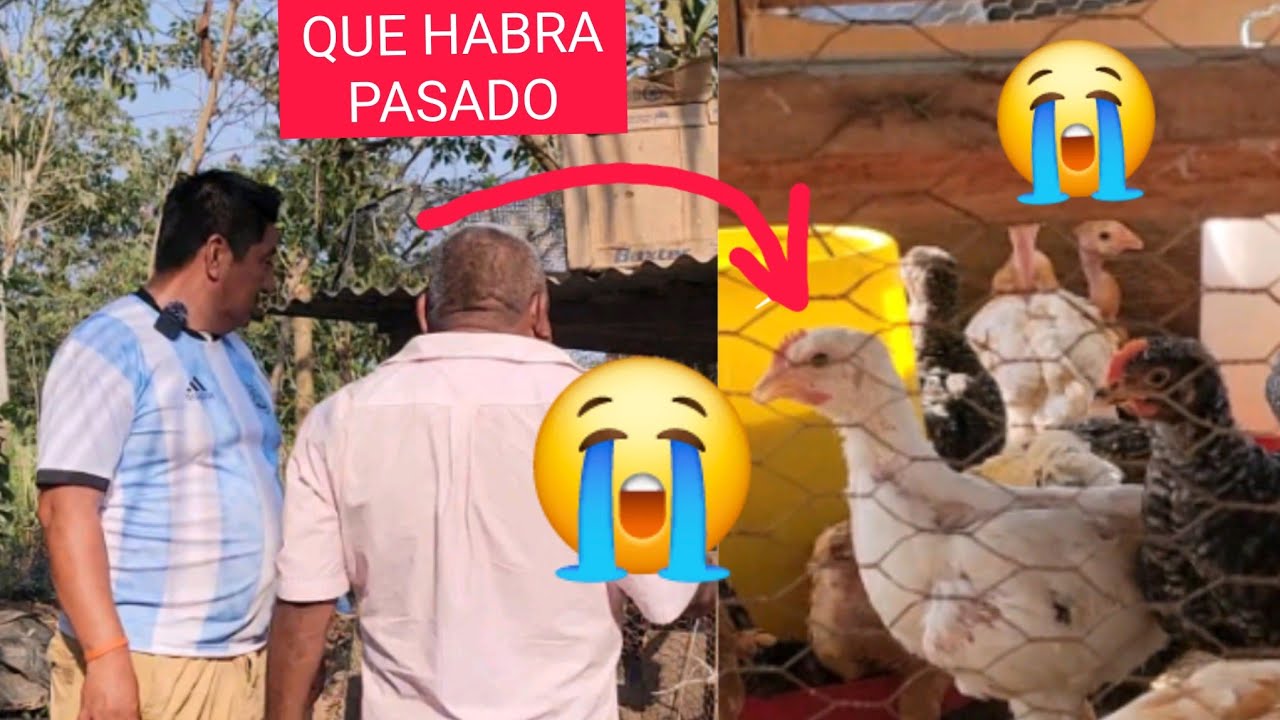 🚨DE EMERGENCIA ME MANDARON A  LLAMAR/GOLLITO Lloró Al Ver Lo Q Paso CON LAS GALLINAS PONEDORAS😱😱