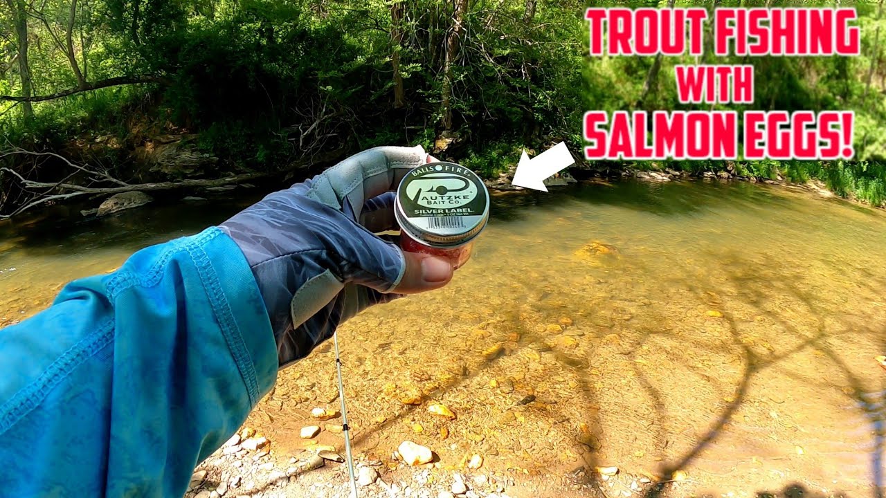 How to Catch Trout with Salmon Eggs || Simple & Fun technique