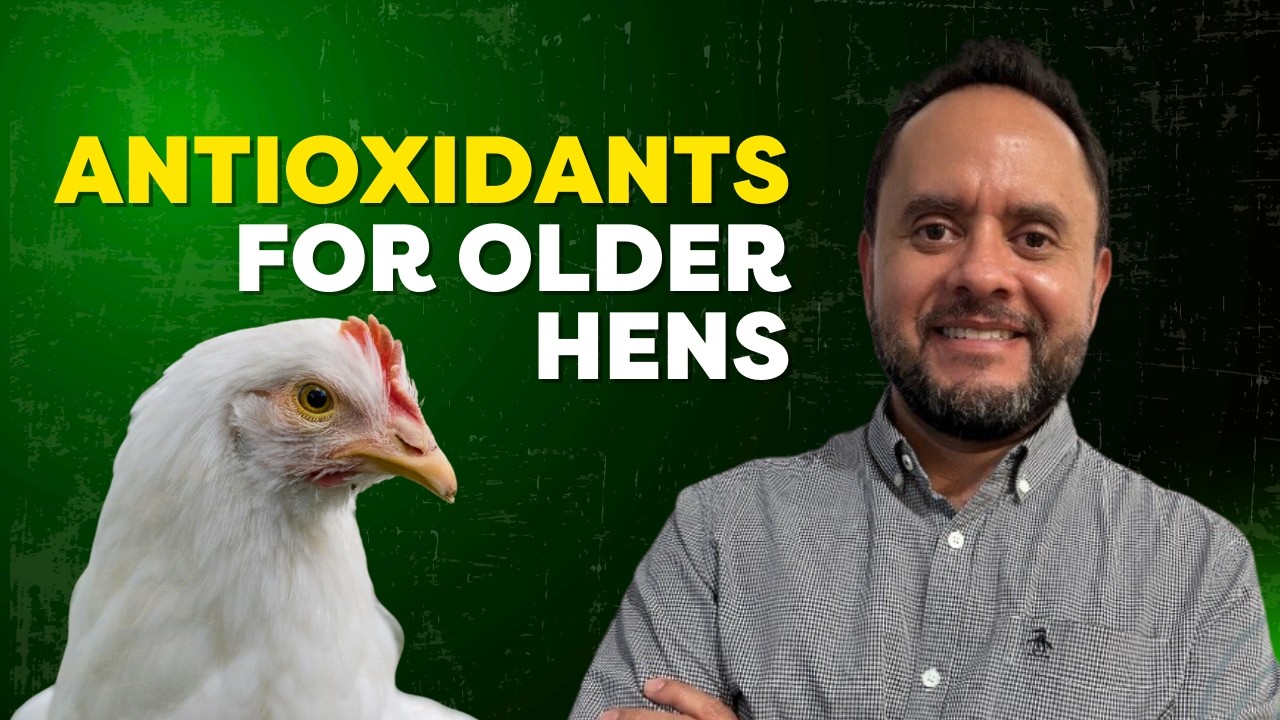 Extended Lay Without Molting - Dr. Juan Espino | Part 1