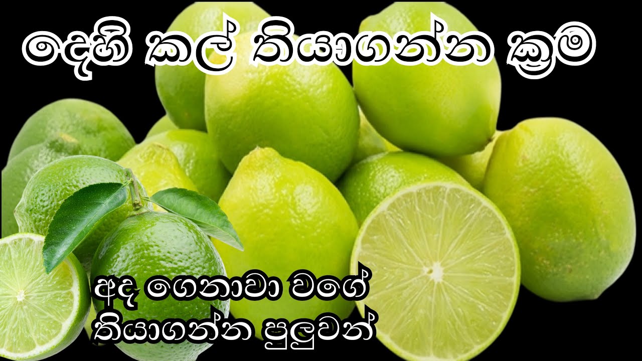 දෙහි නරක් නොවී කල් තියාගන්න ක්‍රම | kitchen Tips and tricks 