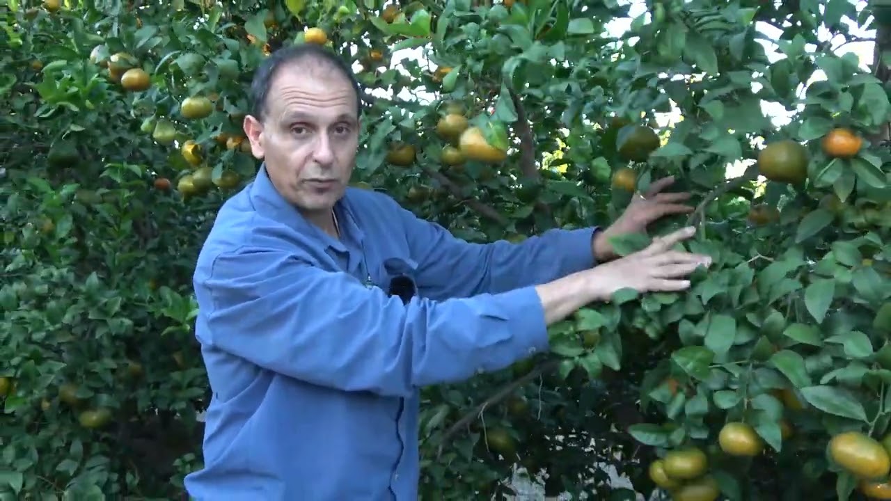 5) Murcia minimal vs intensive pruned 7-year-old Tango orchard