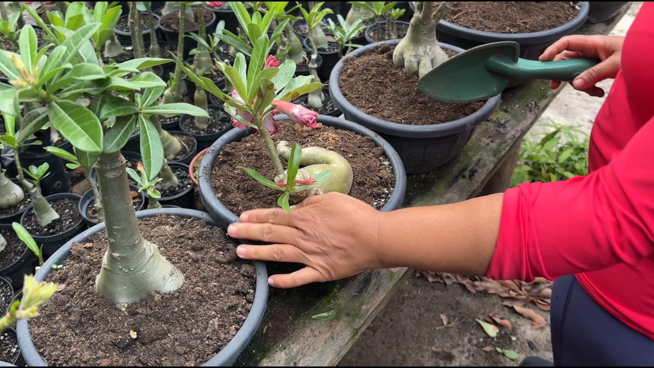 COMO USAR ESTERCO DE GADO NA ROSA DO DESERTO DA FORMA CORRETA