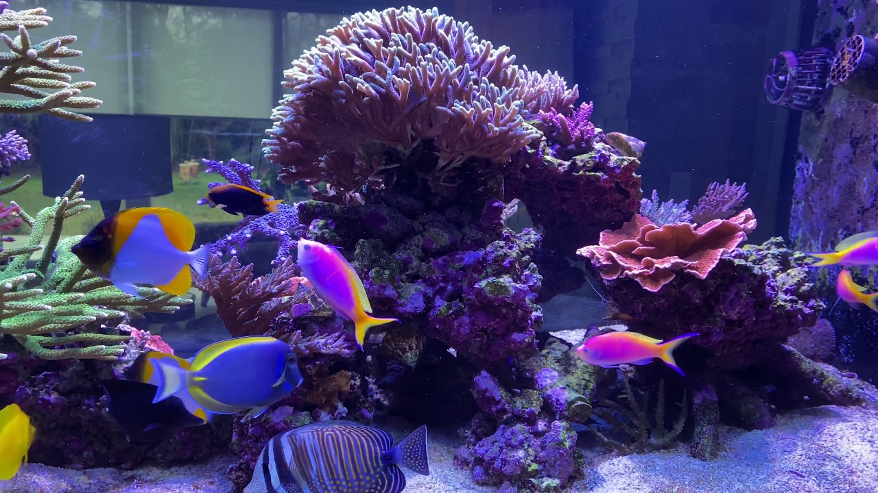 Around 506G Peninsula Reef Tank