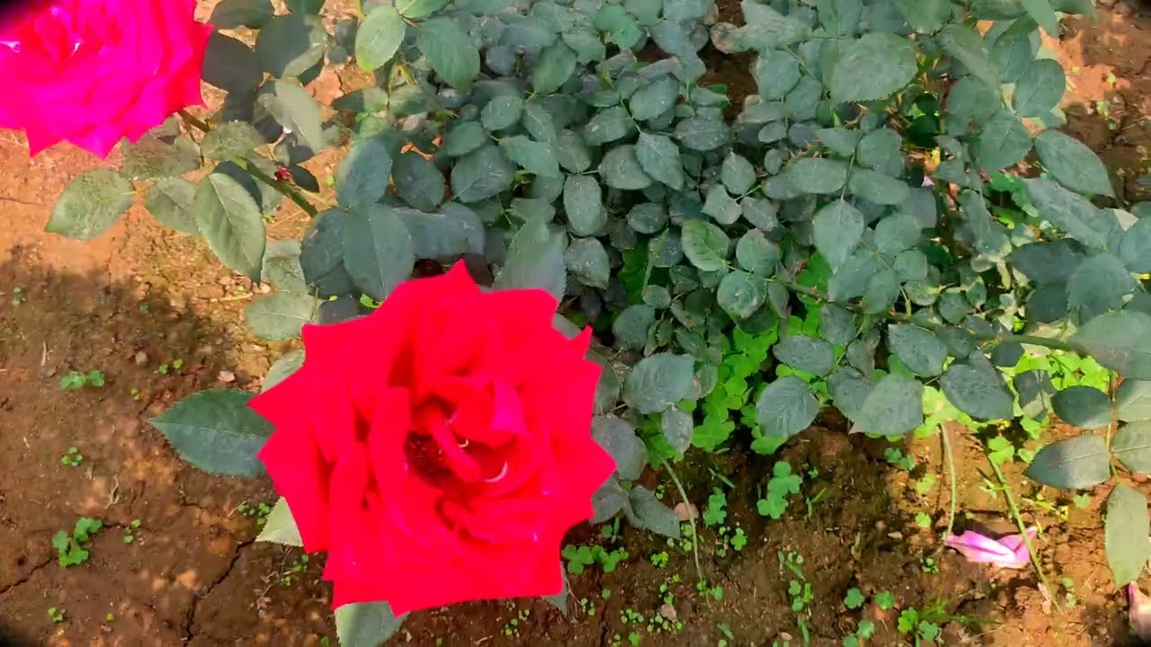 Lokbhwan, rajbhawan beautiful flower Rose beautiful nature view 