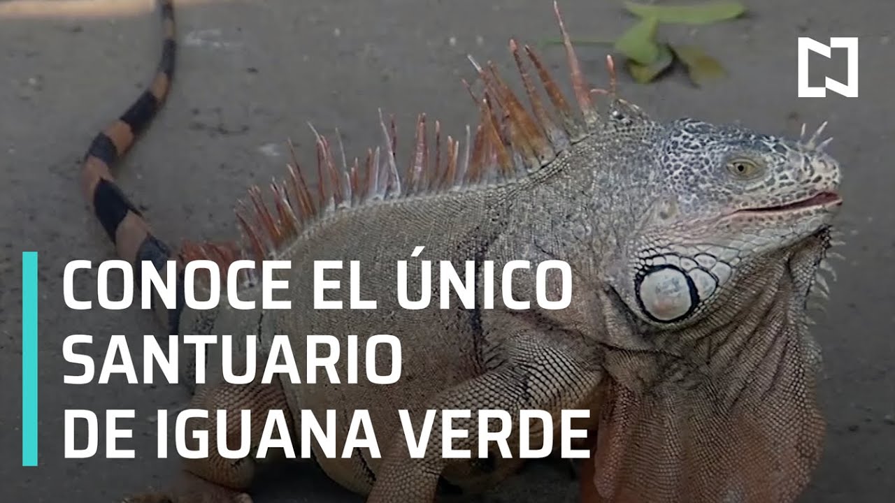 Santuario de la iguana verde en Manzanillo - Expreso de la Mañana