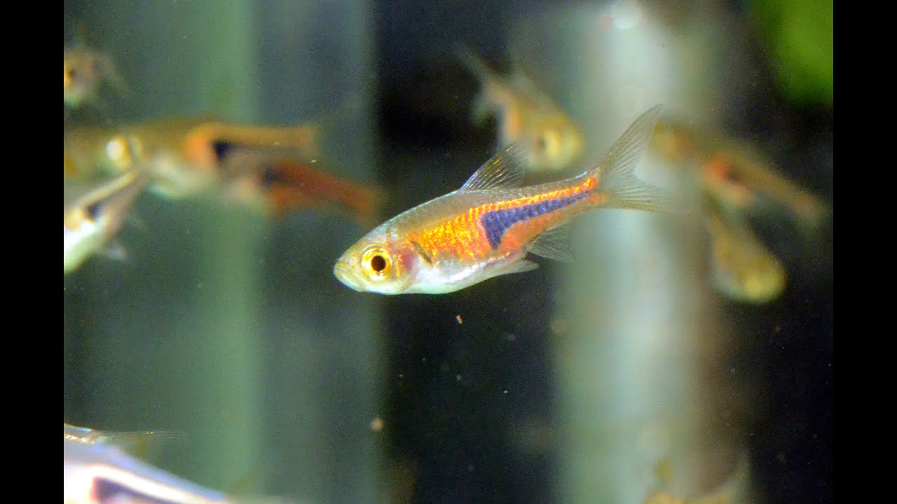 Lamb Chop Rasbora, Trigonostigma espei-Species Spotlight