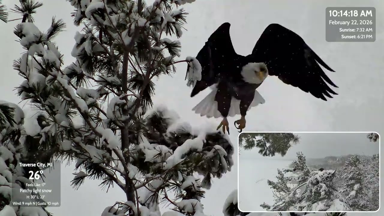 Does Harry Have an INJURY? Close-Up of Bald Eagle in Snowy Michigan Nest