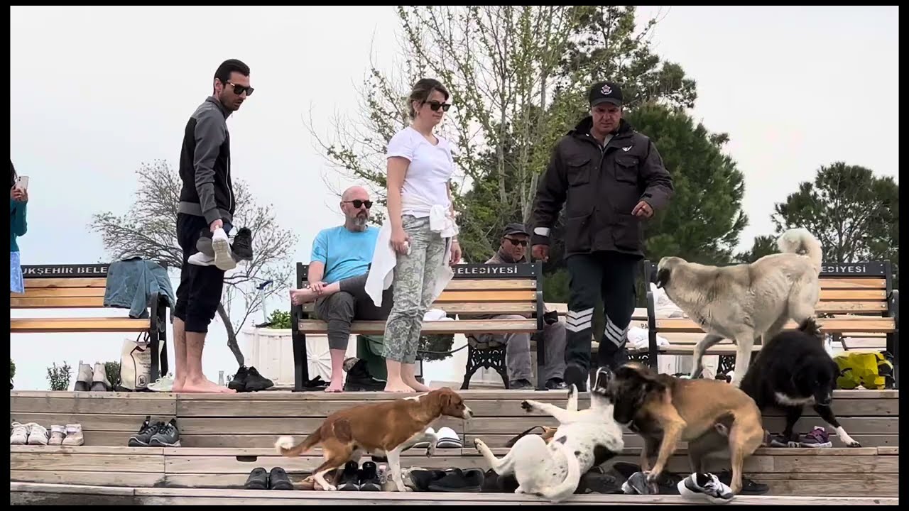 DOGFIGHT #dogattack #streetdogs fighting Viscious violent #dogfights #fyp #fypシ゚viral #viralshorts