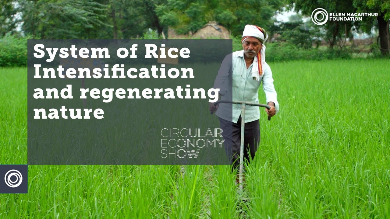 Transforming rice farming through regenerative production to reduce greenhouse gas emissions