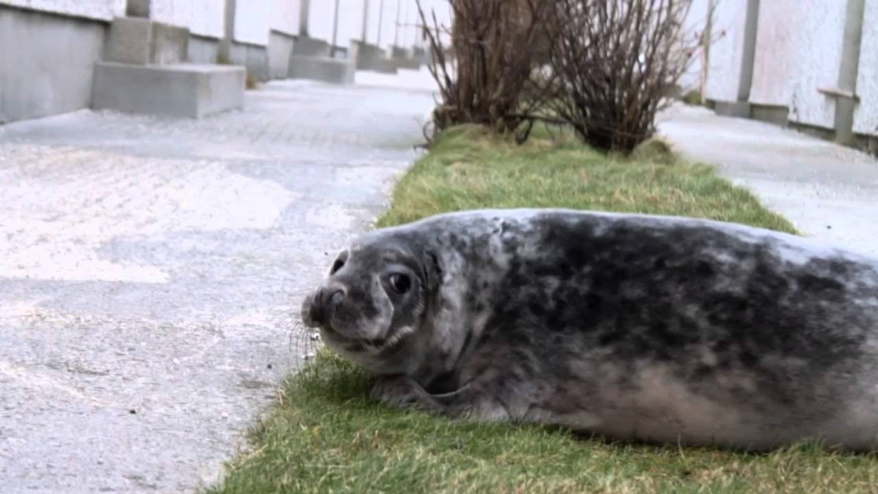 How to Get a Seal Out of Your Monastery — Happy New Year!