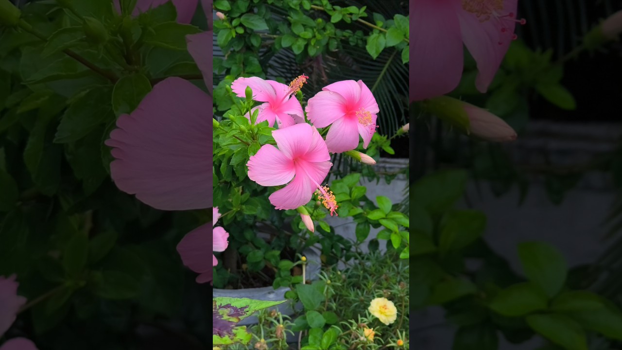 Desi pink hibiscus, beautiful flowers, terrace garden #flowers #hibiscus #garden