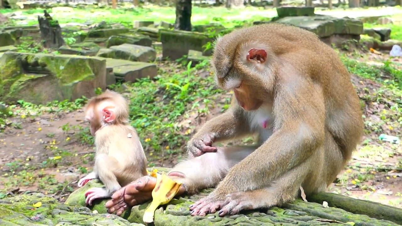 Mum help me, Mother why don't you hlep your lil baby? The big monkey try to kidnap the lil monkey.