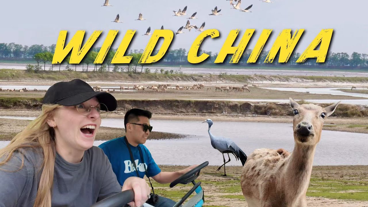 We Found WILD Deer in China's Forgotten Wetlands