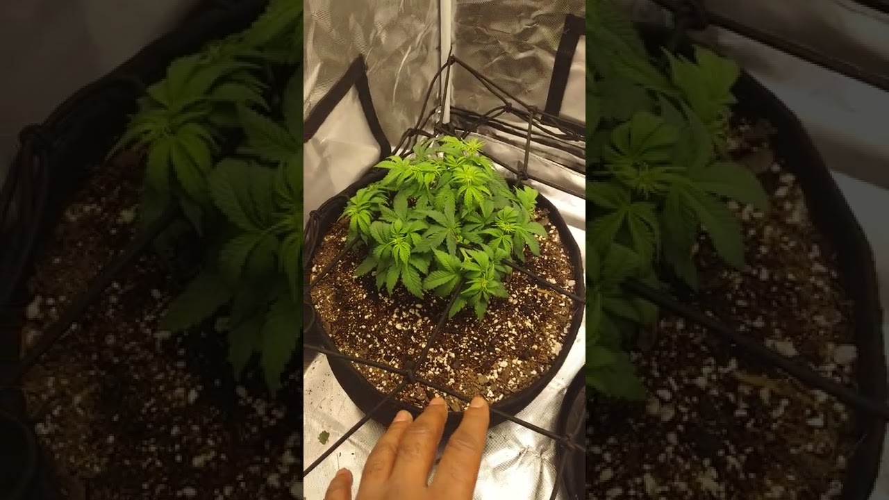 how to water and feed autoflowers for beginners