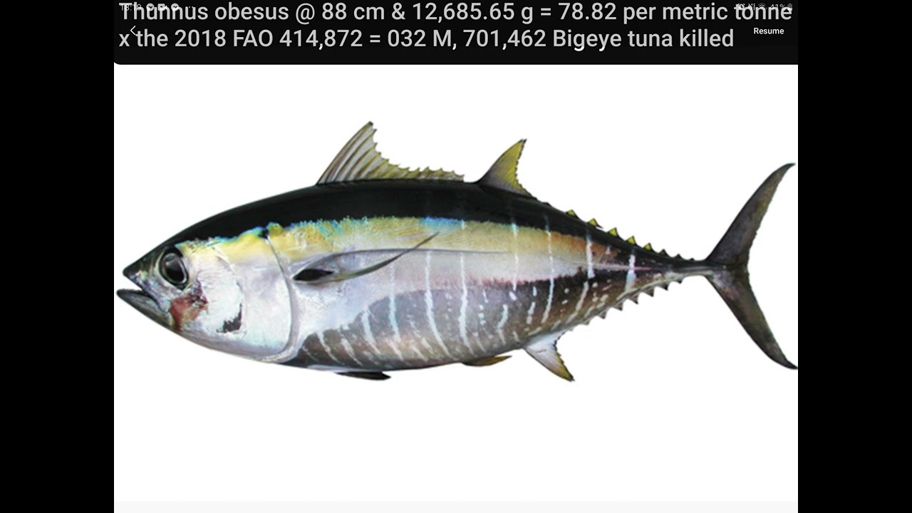Part 8. The Cruelest Exploit. 5 tuna. 1m30. 1-45th = 4.909 trillion