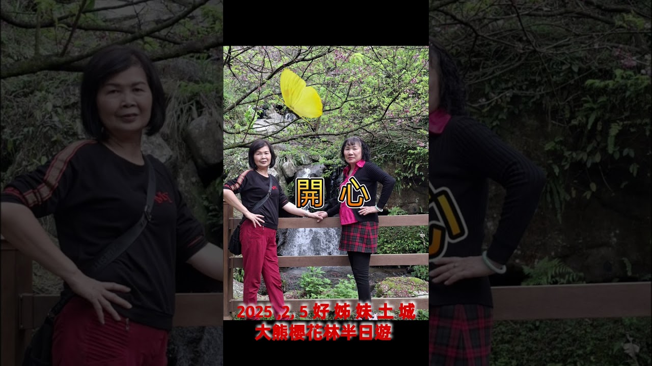 2026年2月5日三峽大熊櫻花林半日遊（製作影片）&歌曲