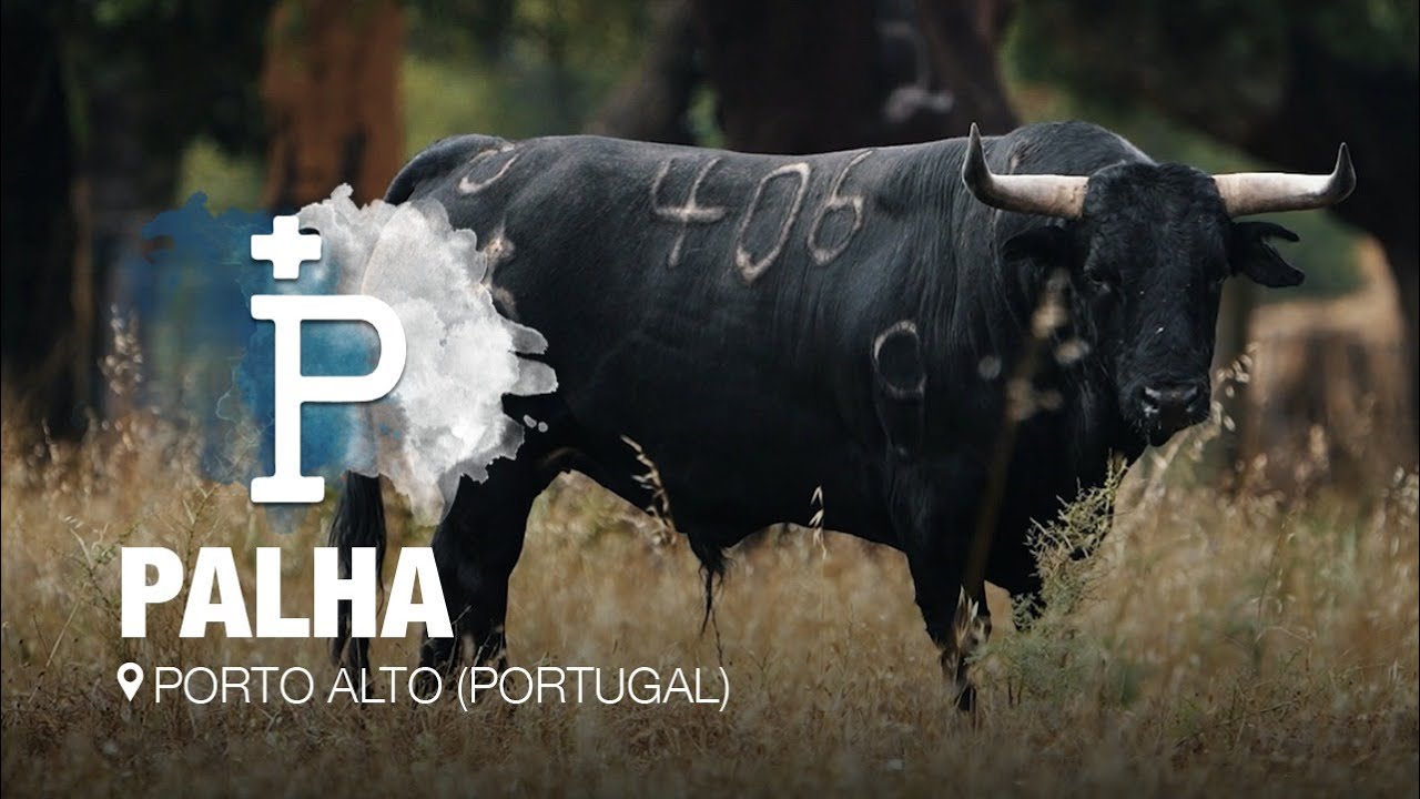¡IMPACTANTES los TOROS DE PALHA, por primera vez en la Copa Chenel!