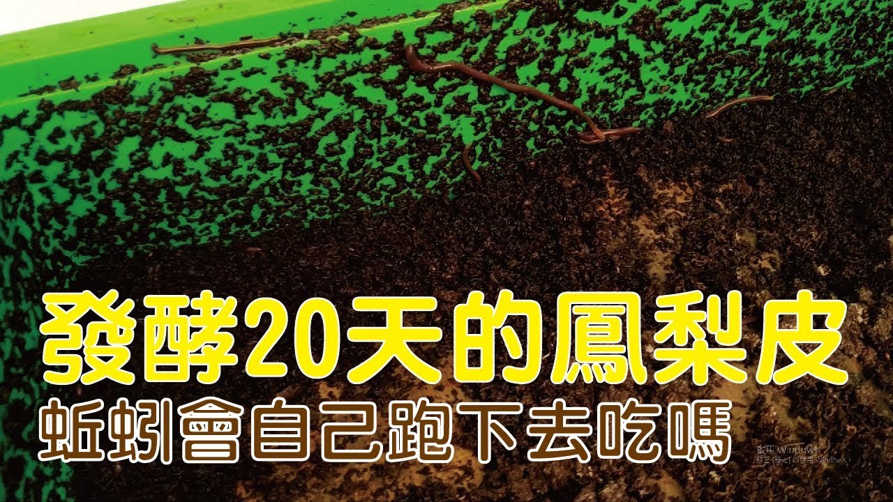 （蚯蚓養殖）蚯蚓會自己爬到下層吃鳳梨嗎?@蚯蚓堆肥
