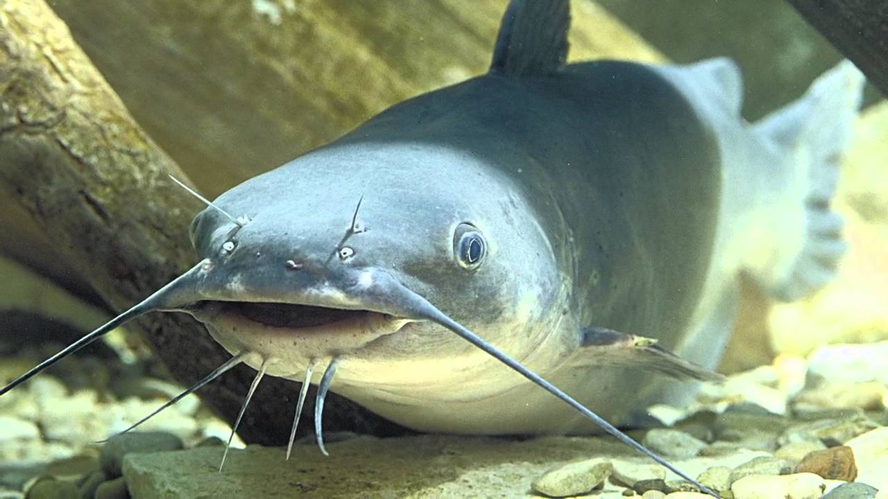 Life in the Water Summary Overview - L4.0