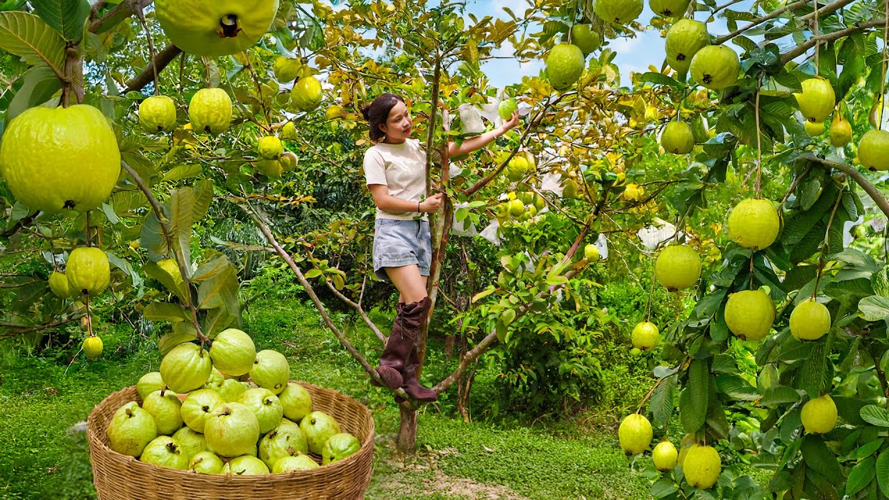 Harvesting Guavas to Sell at the Market, Grilled Meat by the Stream 🔥🌿