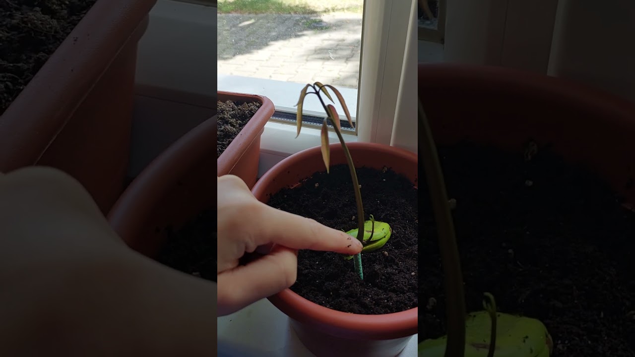 Hnojivo pro MANGO. Compo Sana      #shorts #garden #gardening #mango #compo #seeds