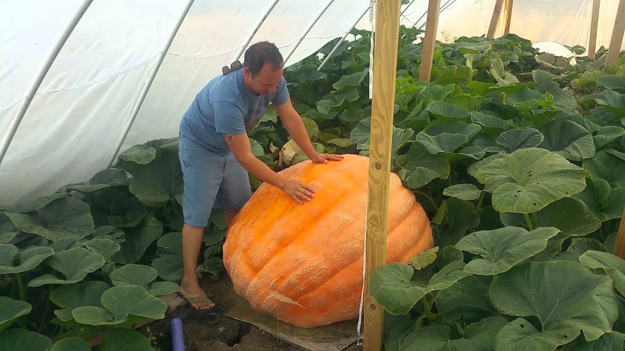 Weekly giant pumpkin update!