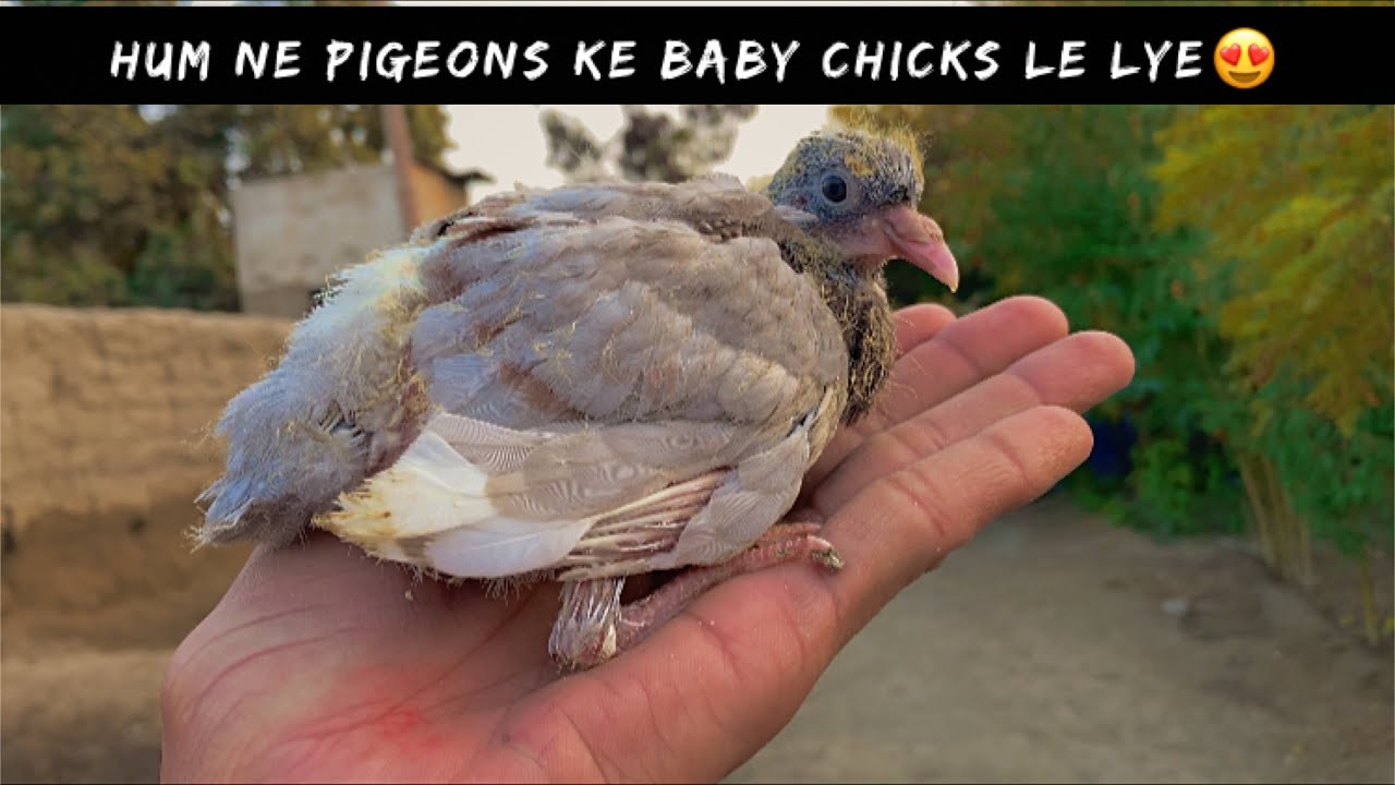 Finally Pigeons Ke Baby Chicks 🐤 Le Aye 😍
