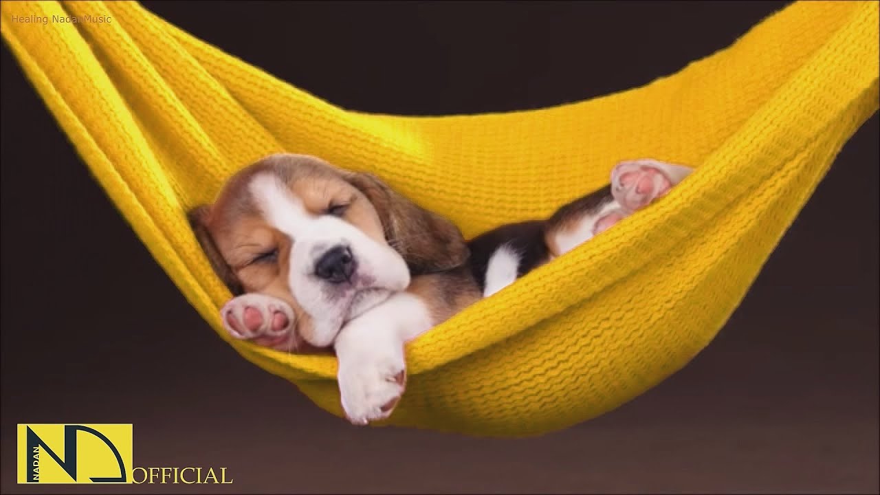 20 часов любимой музыки собак🐶💖Музыка для сна собак 🐶🎵 Музыка для снятия беспокойства при разлуке🎵