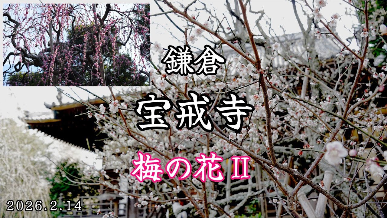 鎌倉 宝戒寺｜梅の花Ⅱ（2026.2.14 土曜日）