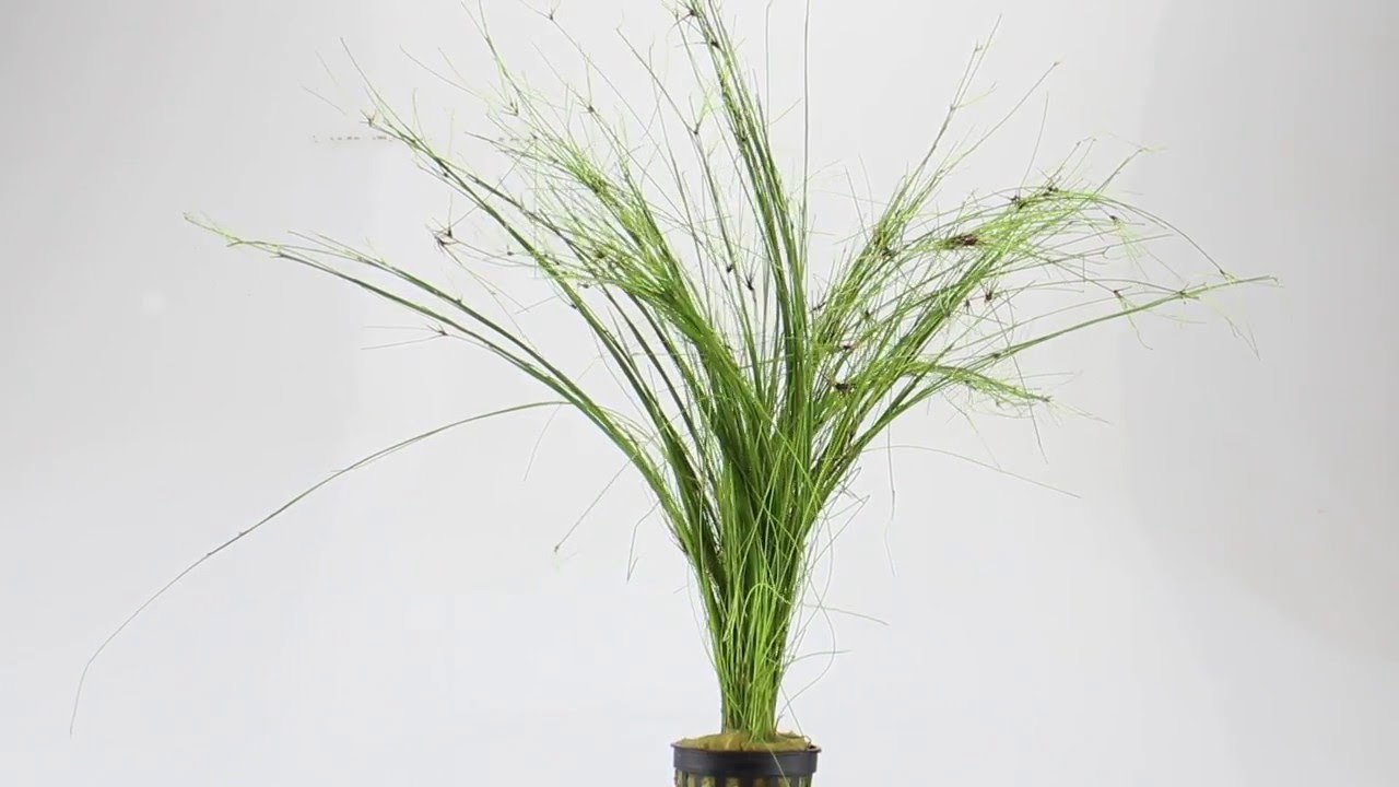 Eleocharis vivipara (umbrella hairgrass) - Aqua Essentials