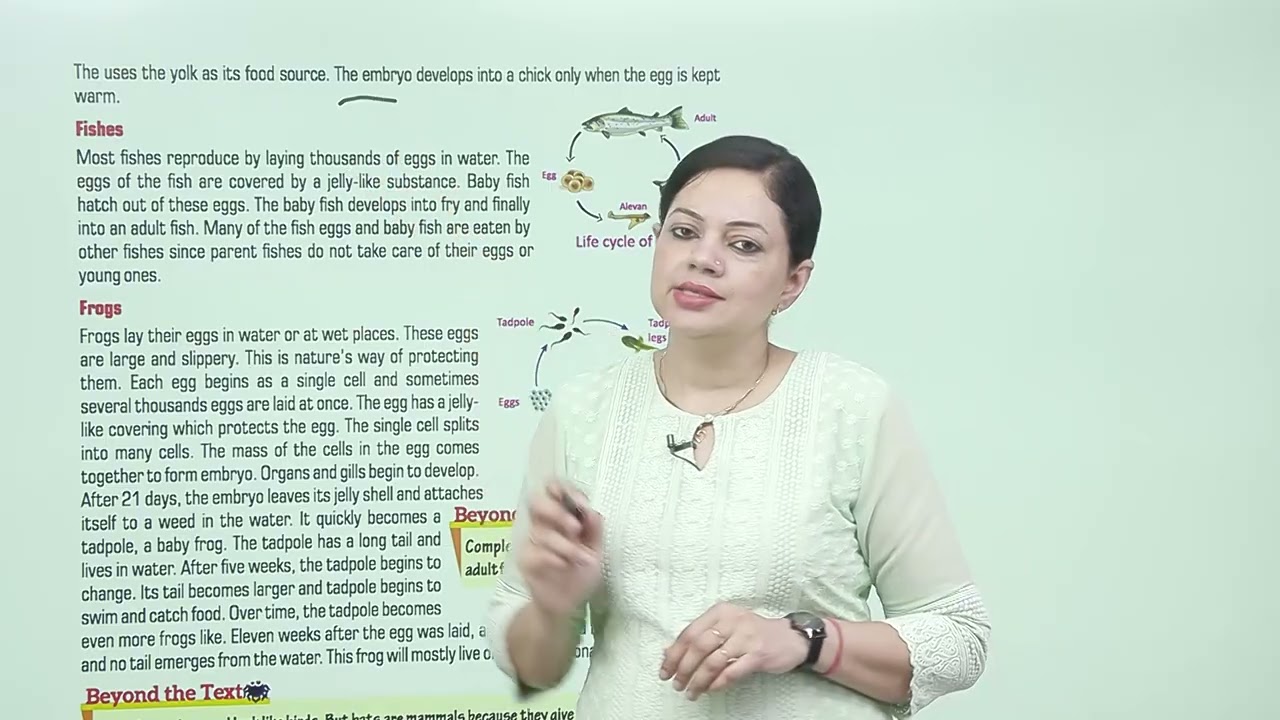 Ch 4 | Animation Junction | Science | Class 04 | Reproduction in Animals | For children