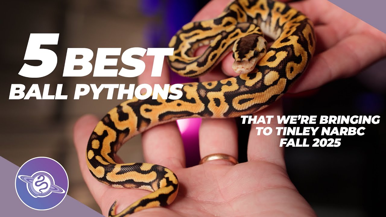 5 лучших королевских питонов, которых мы привезём в Тинли-парк NARBC | Осень 2025 | #ballpython #...