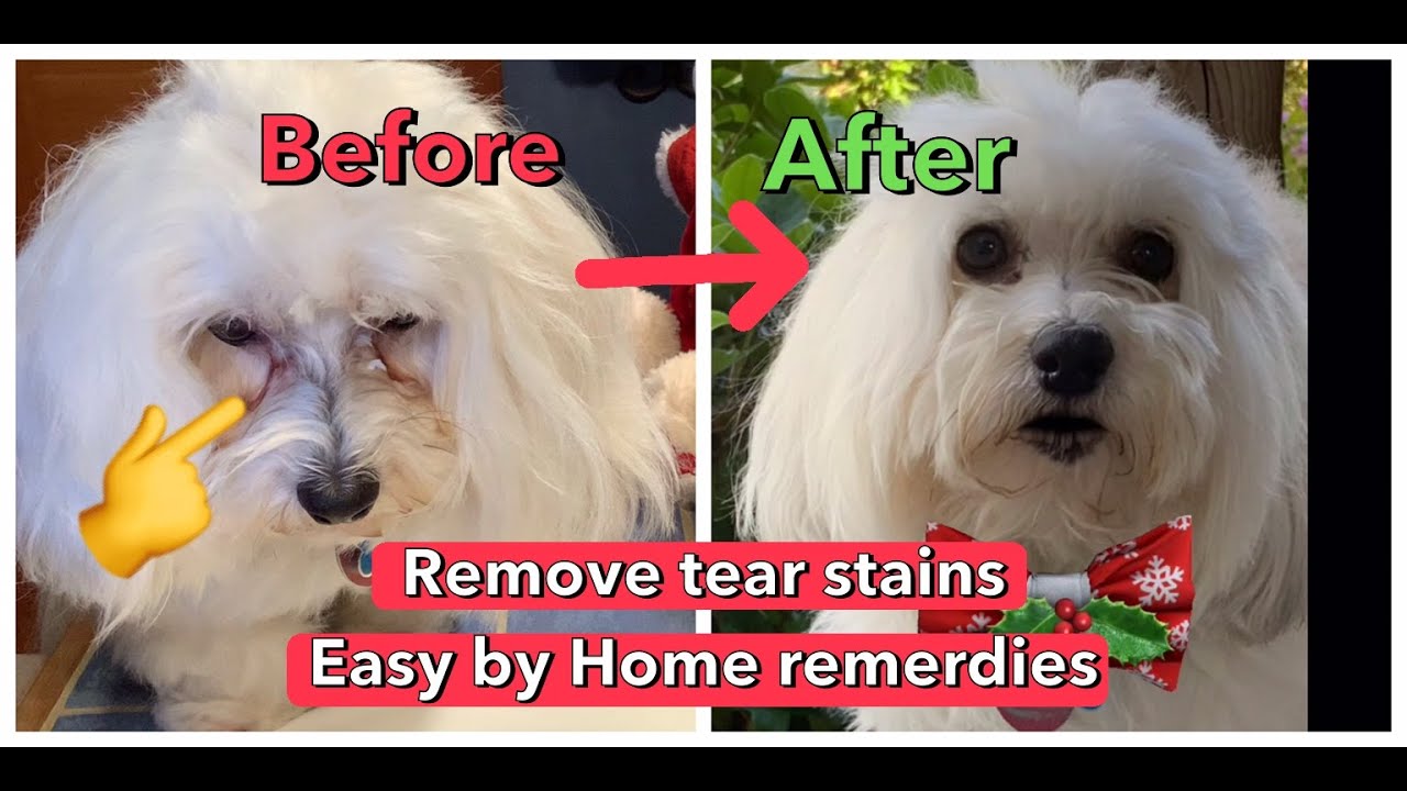 4 Tips!  Home Remedies How to Remove tear stains for Dogs, Cats and all pets, Easy and works!