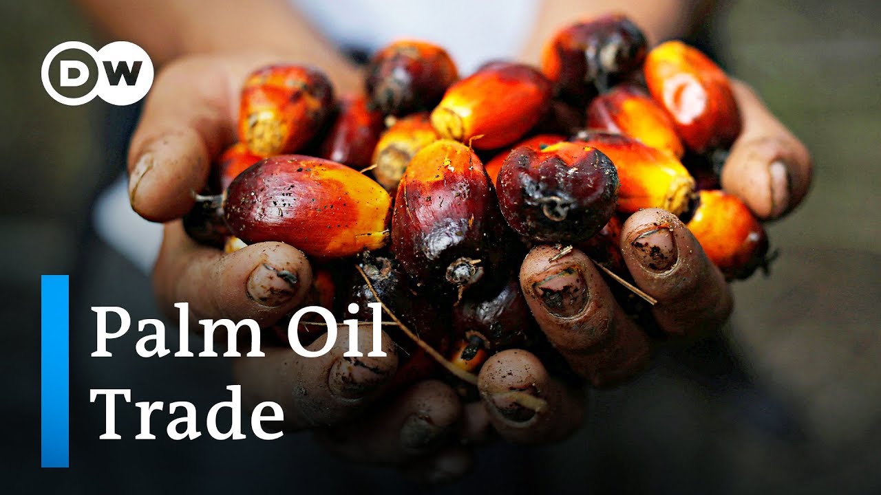 EU and Malaysia: Trade dispute over palm oil and jets | DW Business