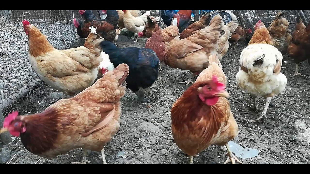 ԻՆՉՈՒ #ՀԱՎԵՐԸ ՉԵՆ ԱԾՈՒՄ. #ՃԱՐՊԱԿԱԼՈՒՄ