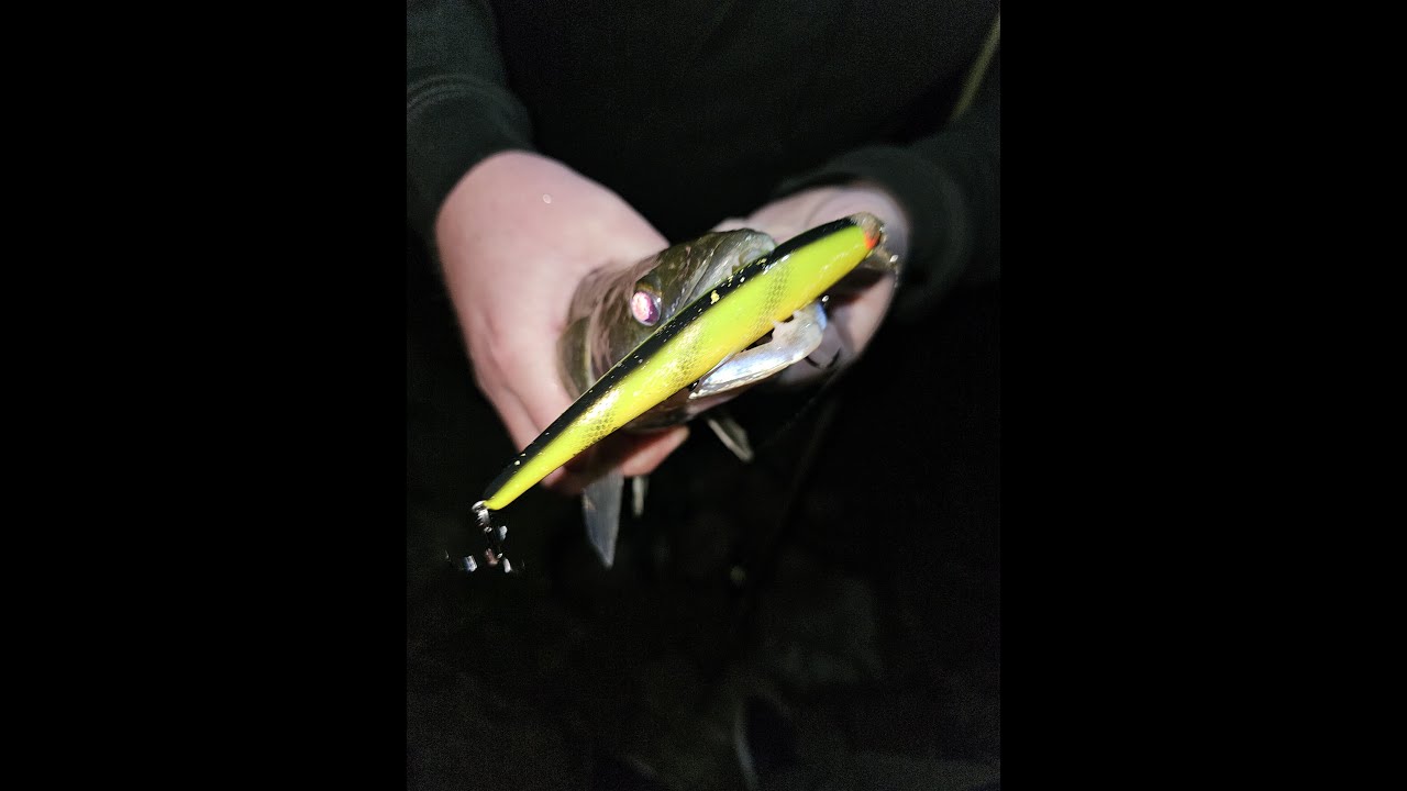 Zander Angeln am Rhein, trotz Hochwasser ERFOLGREICH Fische fangen!🎣😉