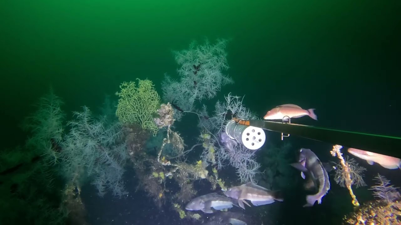 Fiordland blue cod, black coral, gorgonians