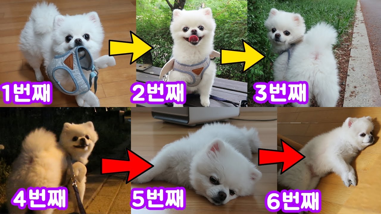 하루만에 강아지 산책 7번을 한다면?? 강아지도 좋아할까? ㅋㅋㅋㅋ(🐶귀여움 주의) | 디바제니